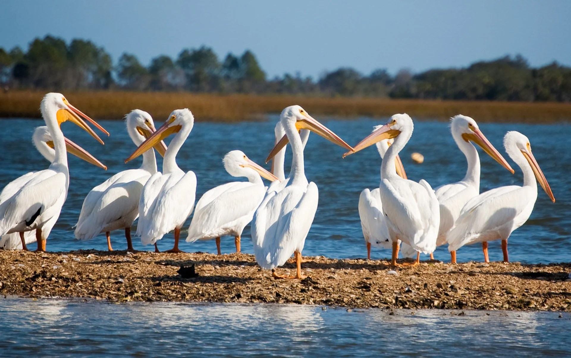 florida-white-pelicans