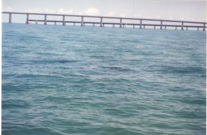 Tarpon Rolling Off Seven Mile Bridge