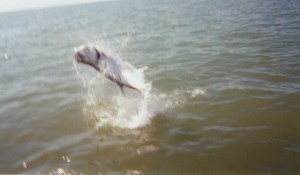 Jumping Tarpon 