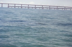 Daisy Chain of Tarpon Seven Mile Bridge Marathon, Florida