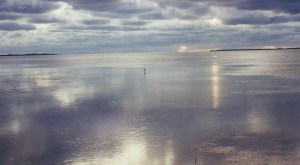 Egret Hunting The Flat At Low Tide Islamorada, Florida Keys