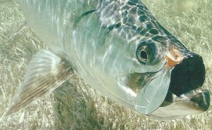 Beautiful Tarpon - The Quarry