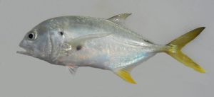 Jack Crevalle
