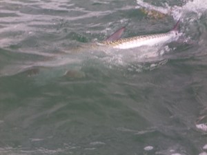 Caught Tarpon