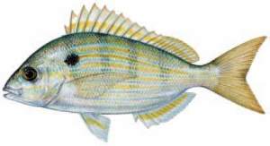 Pinfish Are Great Tarpon Bait