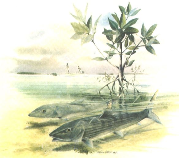 Bonefish in Mangrove Shoots